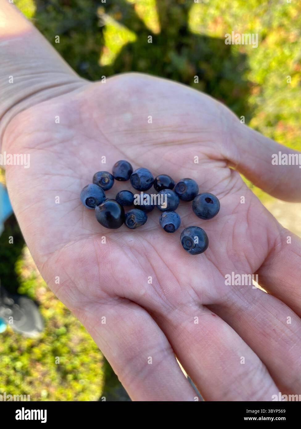 La mano di una persona mostra una manciata di mirtilli succosi appena raccolti. Foto Stock