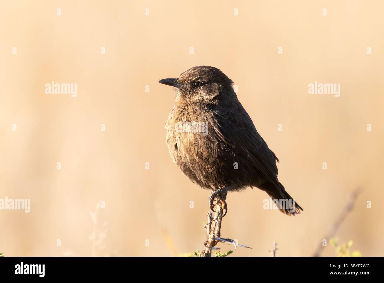 ANT-Eating Chat o Southern Anteater Chat (Myrmecocichla formicivora) soffocò contro il freddo all'alba, Mokala National Park, Plooysburg, Nord Foto Stock