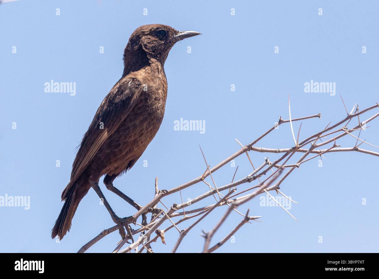 ANT-Eating Chat o Southern Anteater Chat (Myrmecocichla formicivora) arroccato su una spina di pesce, Kgalagadi Transborder Park, Kalahari, Sudafrica Foto Stock