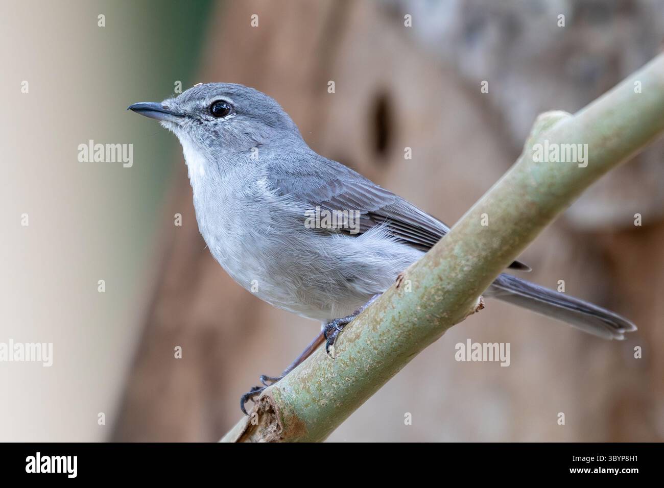 Ashy Flycatcher (Fraseria caerulescens), arroccato in un fitto bosco a foglia ampia, Parfuri, Parco Nazionale di Kruger, Sudafrica Foto Stock