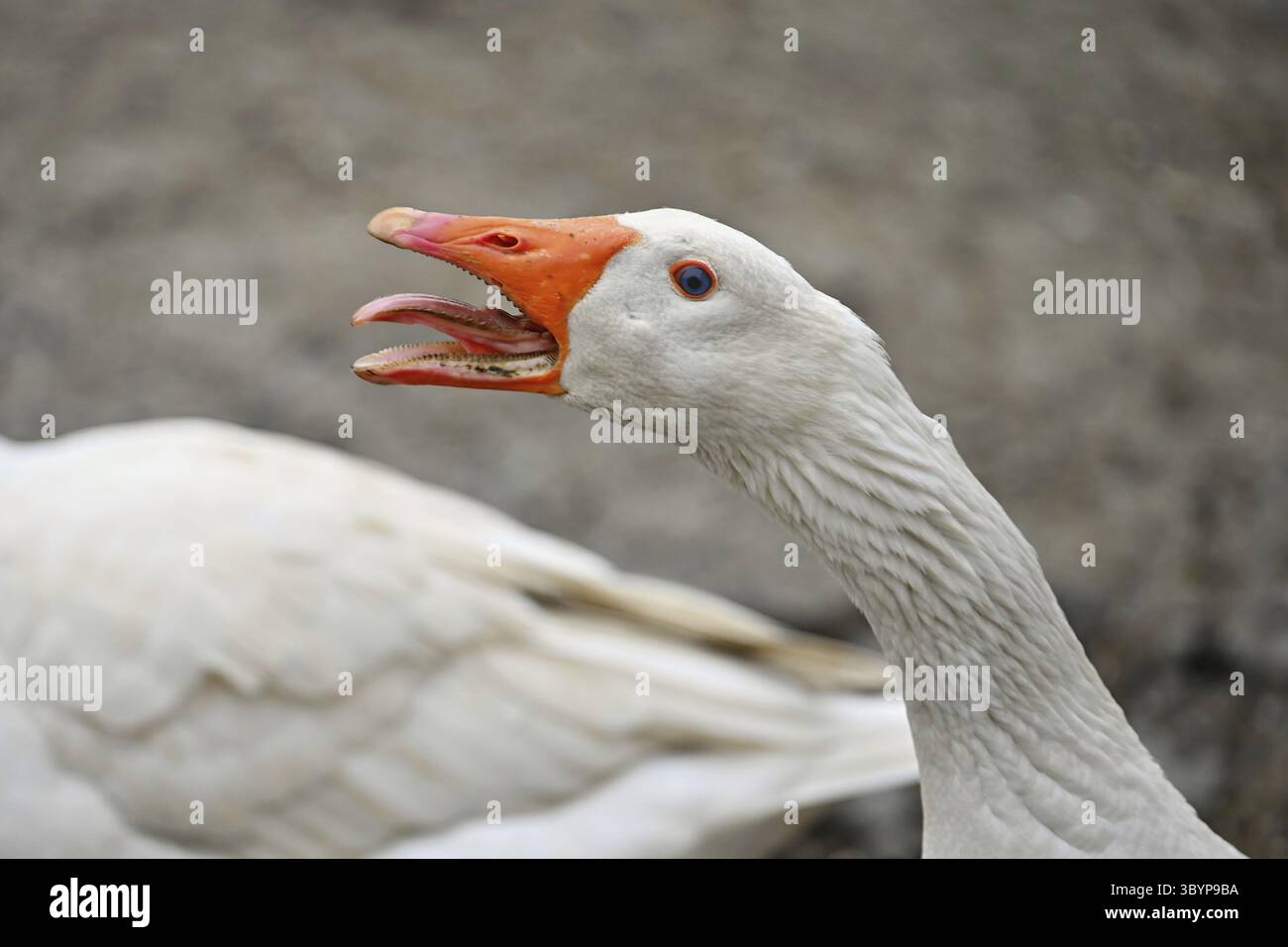 Oca domestica. Divertente ritratto di un animale in una fattoria Foto Stock