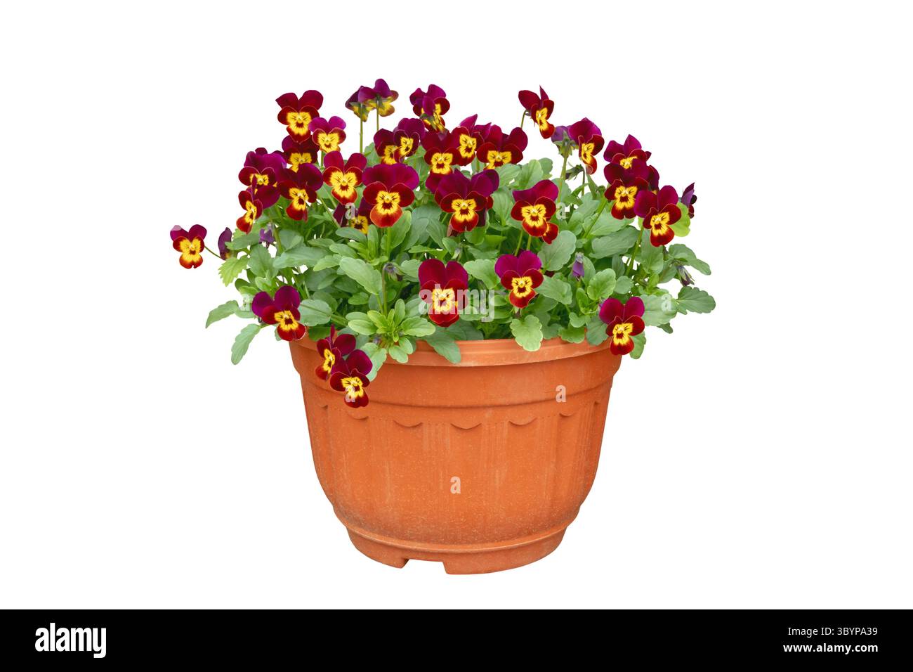 Fioritura in abbondanza rossa con facce gialle pansia del giardino (Viola x wittrockiana) in un vaso di fiori isolato su sfondo bianco. Foto Stock