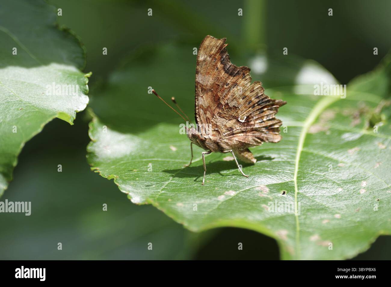 C-moth (Polygonia c-album), foglia, parte inferiore dell'ala, Germania, vista laterale di una falena C con ali chiuse Foto Stock