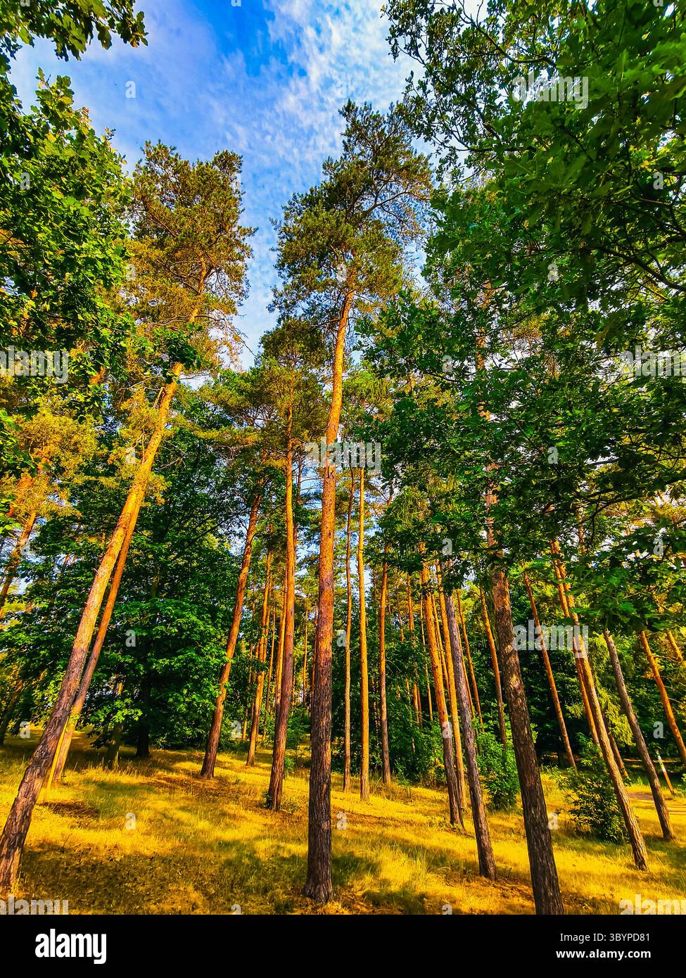 Alberi maestosi che raggiungono il cielo in una lussureggiante radura forestale - Fotografia naturalistica ad alta risoluzione ideale per sfondi digitali, social media e contenuti visivi panoramici Foto Stock