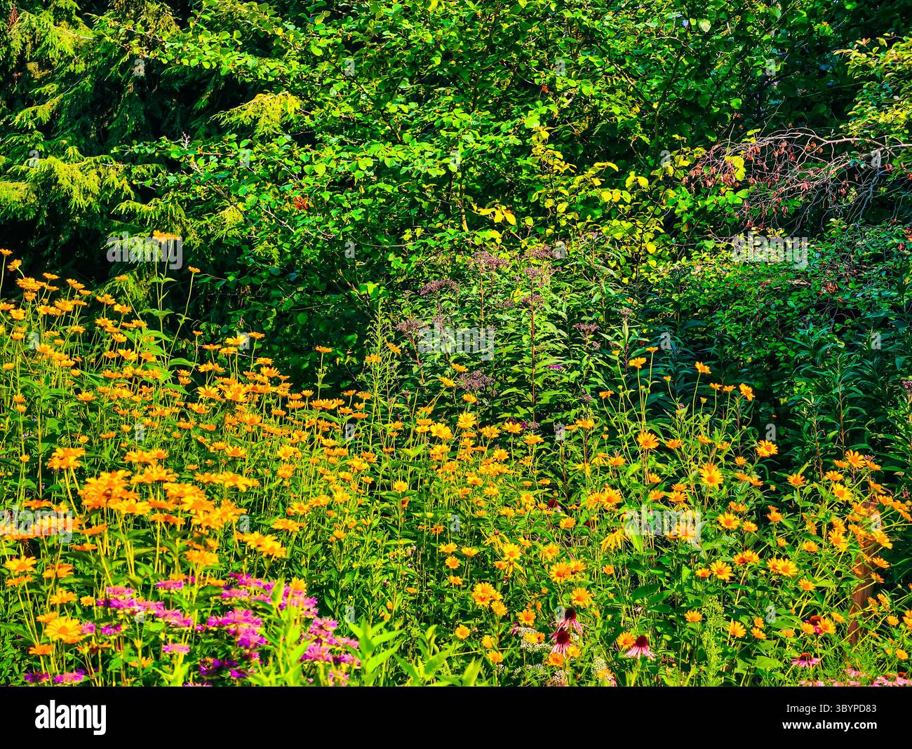 Fiori selvatici vibranti e vegetazione lussureggiante in pieno fiore - Fotografia naturalistica ad alta risoluzione ideale per sfondi digitali, social media e contenuti visivi creativi Foto Stock