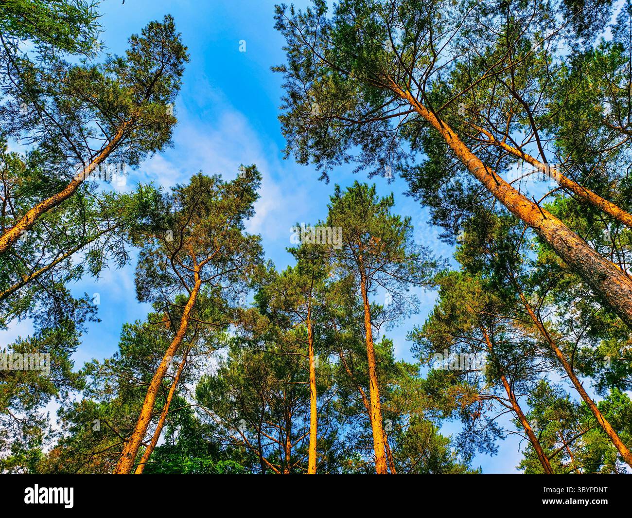 Pini torreggianti visti dal basso contro un cielo blu brillante - Fotografia naturalistica ad alta risoluzione ideale per sfondi digitali, social media e immagini panoramiche Foto Stock