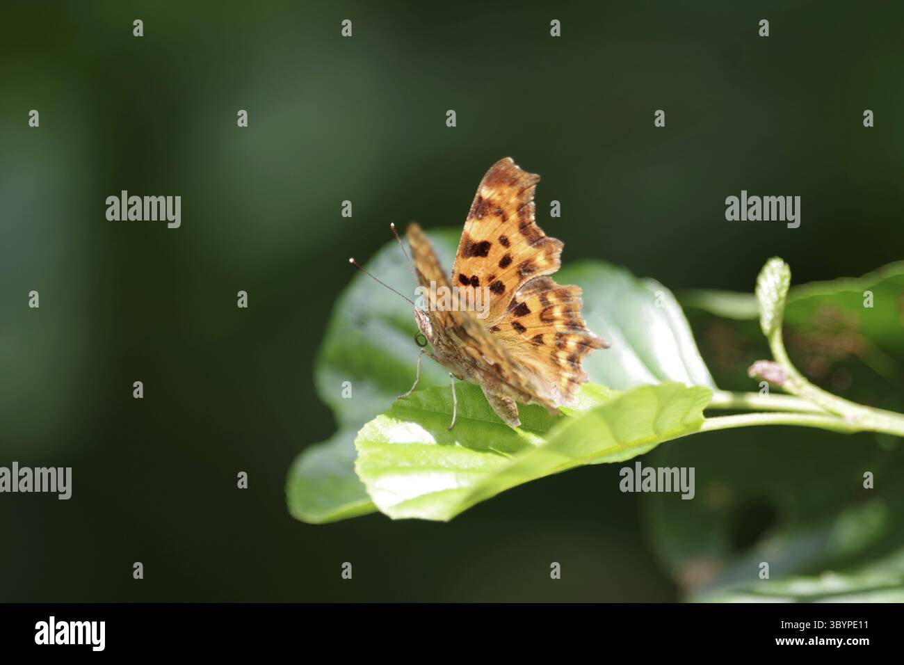 C-moth (Polygonia c-album), foglia, arancio, ala, Germania, la falena C ha aperto le sue ali arancioni Foto Stock