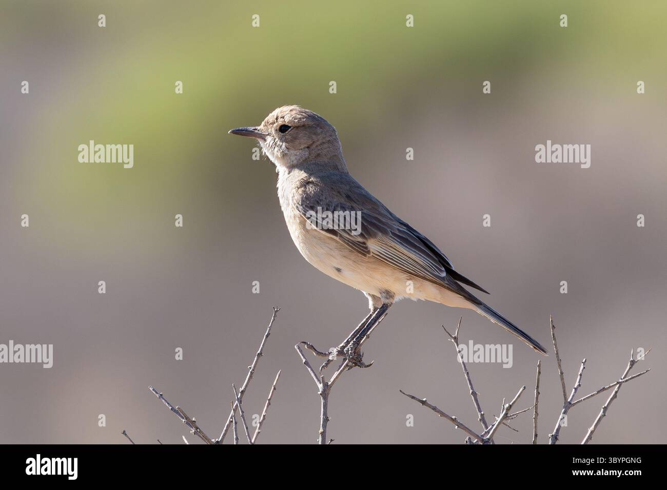 Chatta Flycatcher (Bradornis infuscatus) arroccato su Driedoring o Three Thorn Bush, Kgalagadi Transborder Park, Kalahari, Northern Cape, Sud Africa Foto Stock