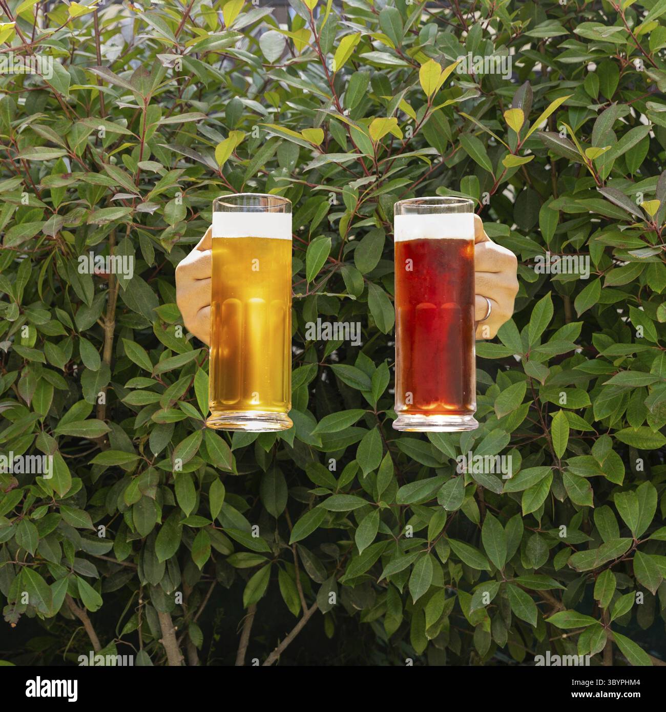 Uomo che tiene la birra bianca e nera fianco a fianco con sfondo verde cespuglio Foto Stock