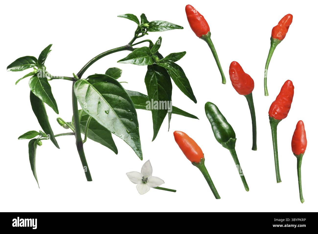 Peperoncino o piccino pepe, pianta, frutta, fiore. Vista esplosa (elementi) percorso di ritaglio per ogni oggetto Foto Stock