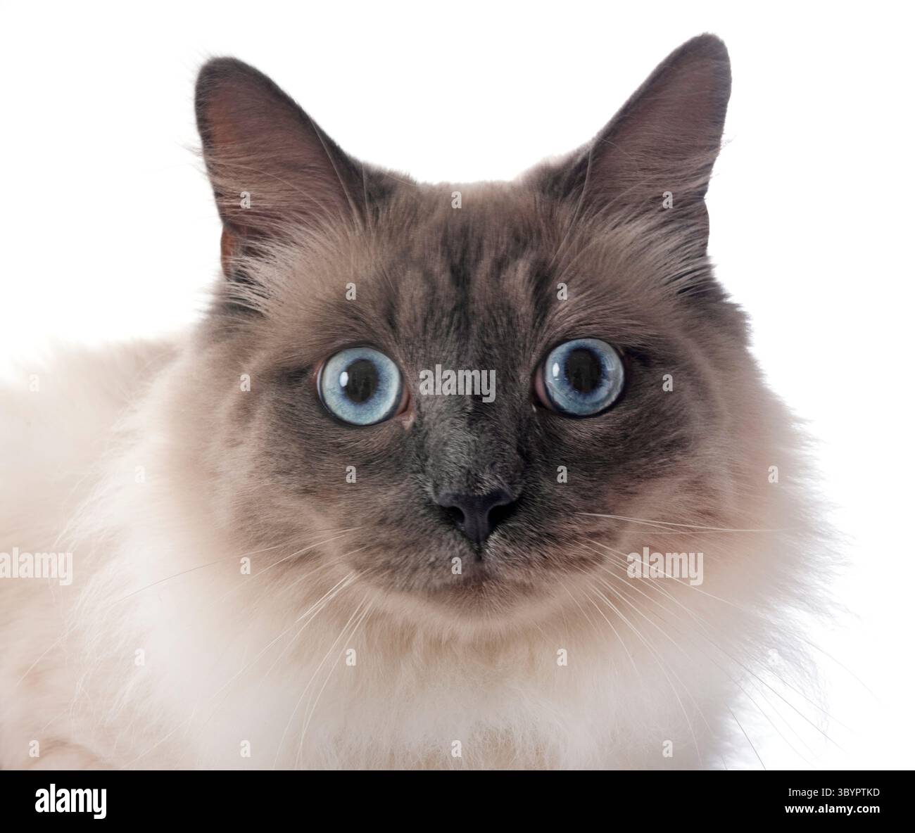 gatto siberiano di fronte a sfondo bianco Foto Stock