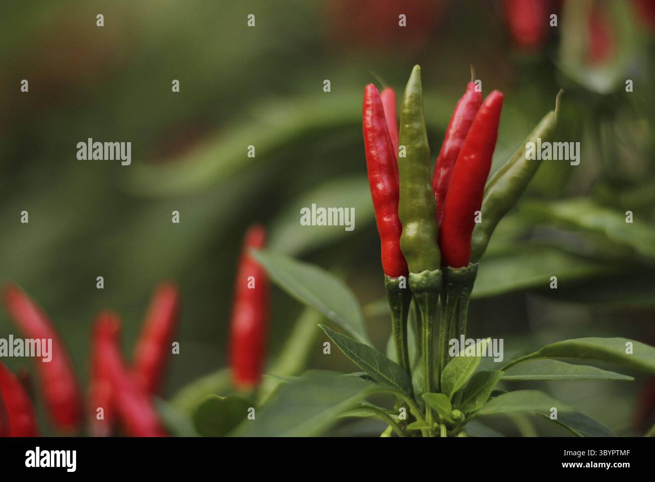 Peperoncino asiatico dalla Corea poco profondo DOF primo piano Foto Stock
