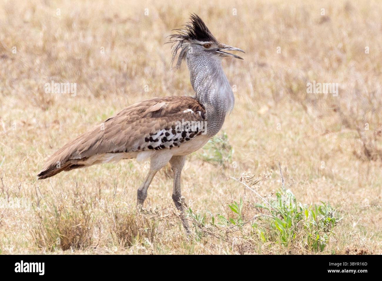 Cresta maschile Kori Bustard (Ardeotis kori) cresciuta camminando nella prateria di savannah, Kruger National Park, Souh Africa. IUCN vicino a specie minacciate Foto Stock