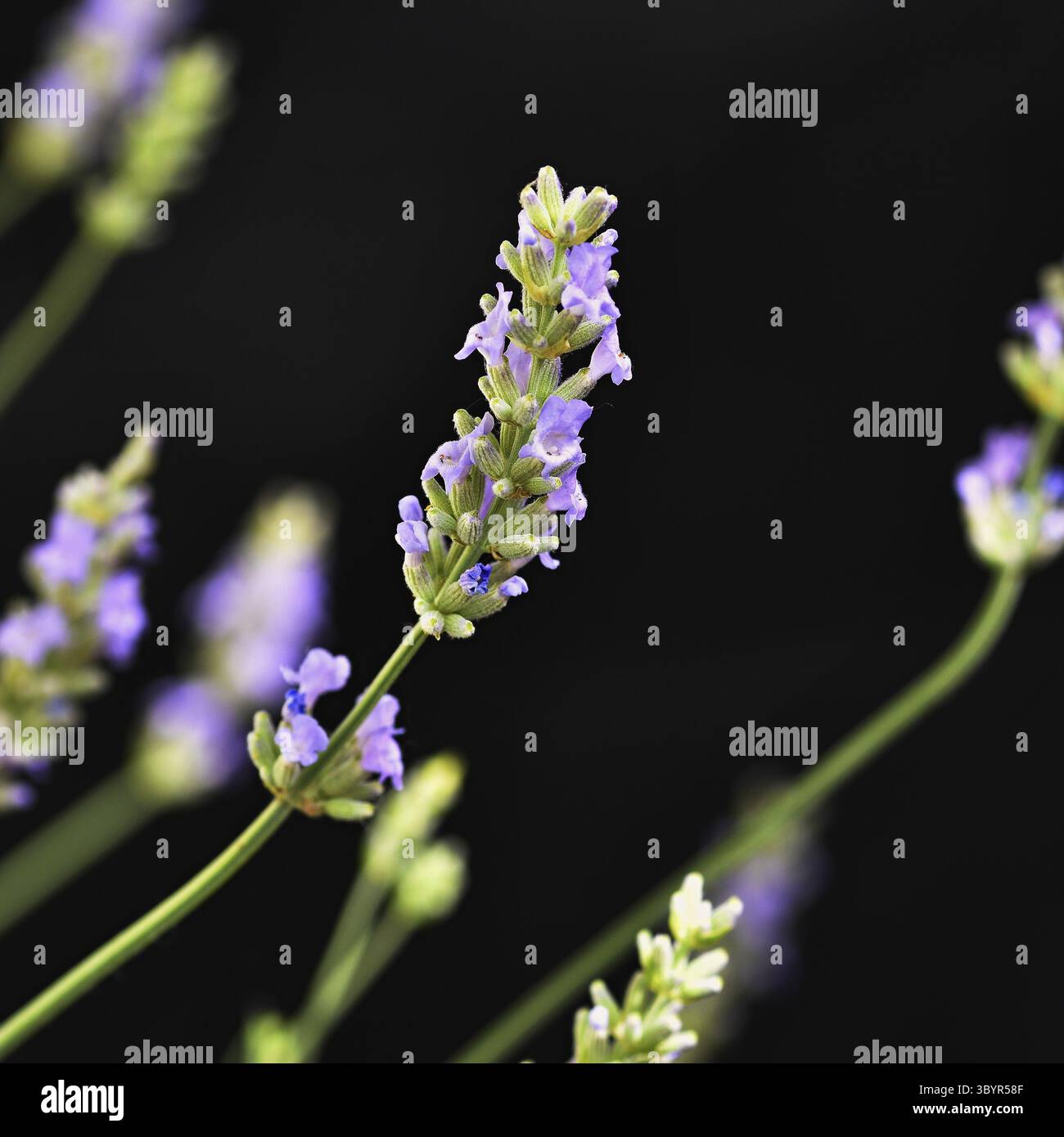 Lavanda. Pianta viola in fiore - Lavandula angustifolia (Lavandula angustifolia) Foto Stock