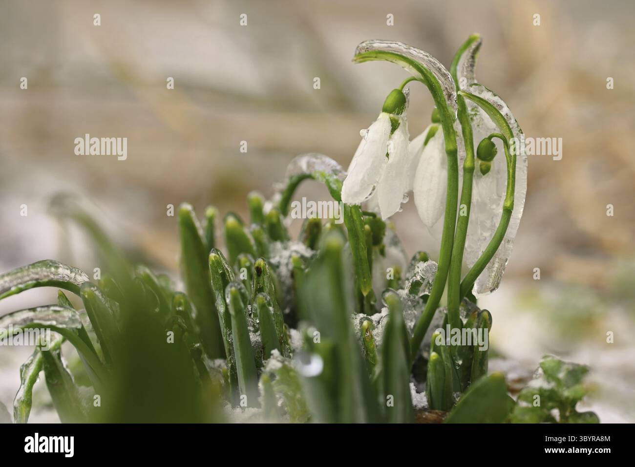 Ghiaccio e racchette da neve ghiacciate - bellissimi fiori bianchi di primavera. Le prime piante in fiore in primavera. Sfondo colorato naturale. (Galanthus nivalis) Foto Stock