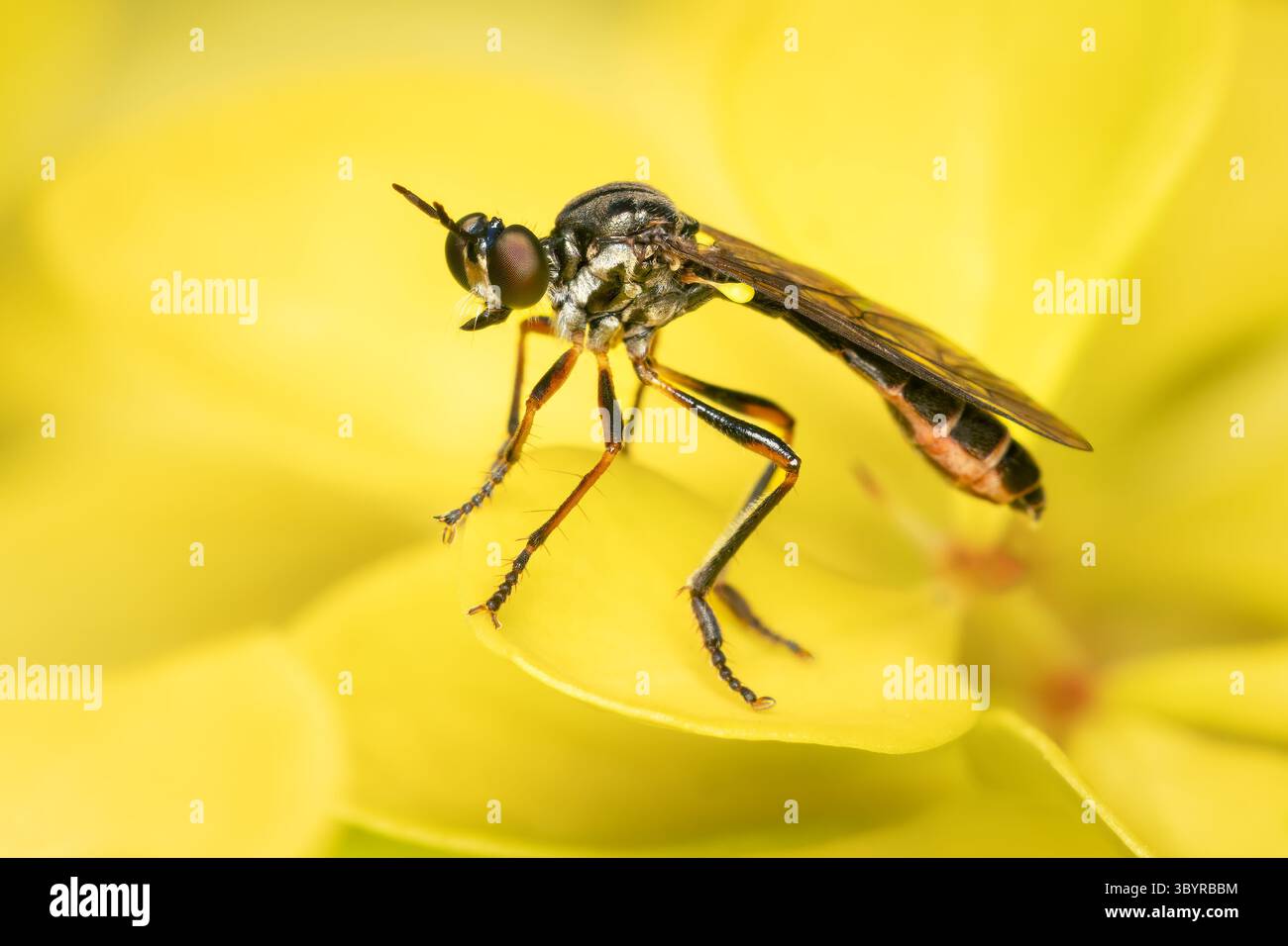 Dioctria hyalipennis diptera caccia su sfondo sfocato giallo con spazio di copia Foto Stock