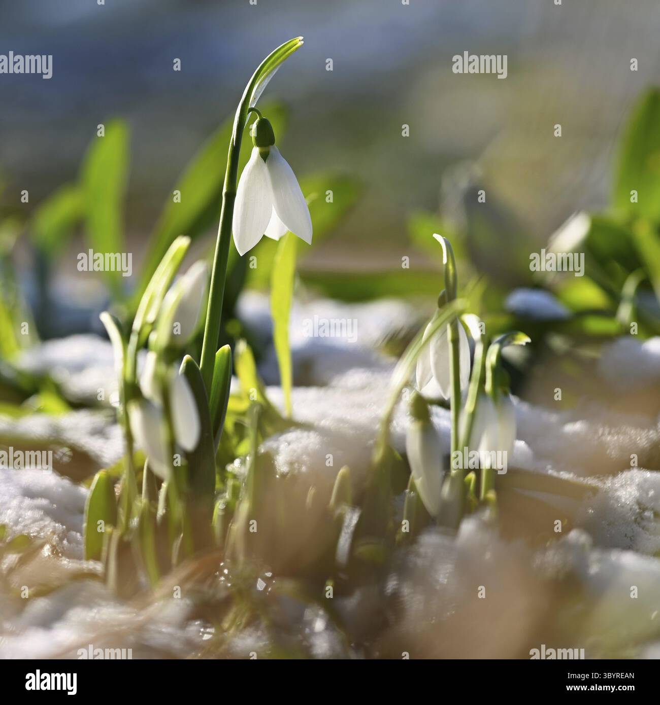 Snowdrops - bellissimi fiori bianchi di primavera. Le prime piante in fiore in primavera. Sfondo colorato naturale. (Galanthus nivalis) Foto Stock