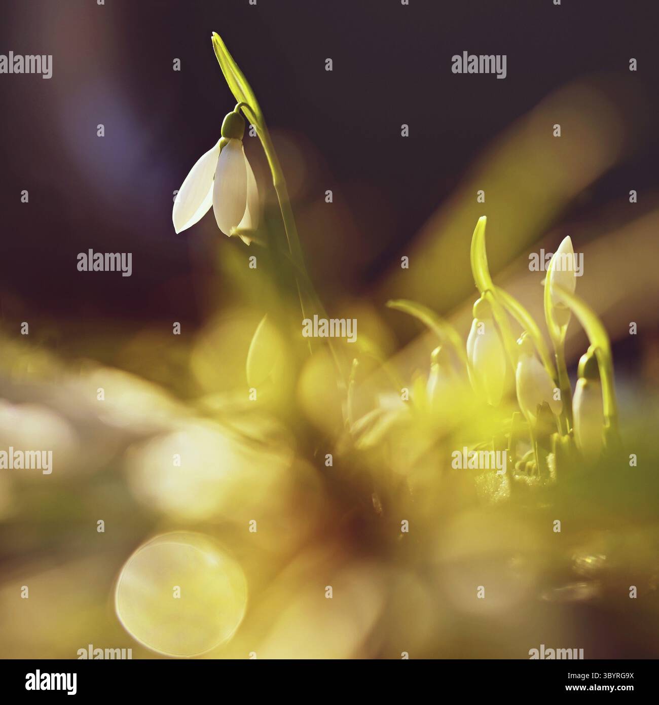 Snowdrops - bellissimi fiori bianchi di primavera. Le prime piante in fiore in primavera. Sfondo colorato naturale. (Galanthus nivalis) Foto Stock