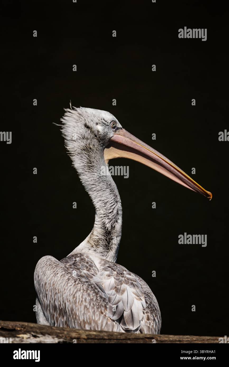 Ritratto di Pelecanus Crispus dalmata con testa riccia sull'acqua Foto Stock