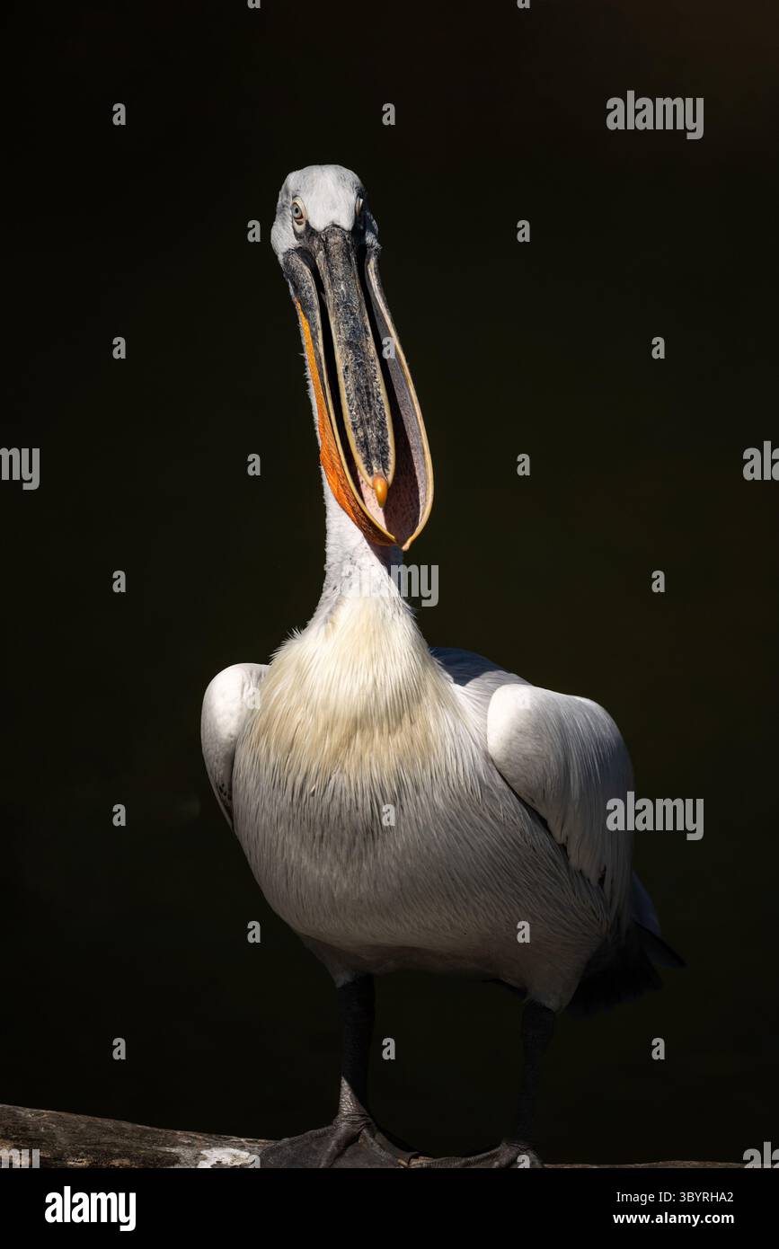 Ritratto di Pelecanus Crispus dalmata con testa riccia sull'acqua Foto Stock