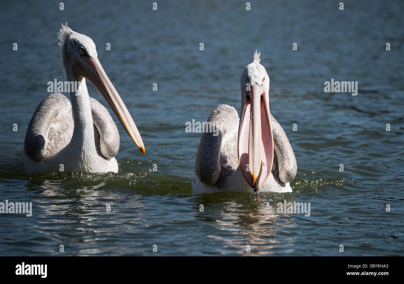 Ritratto di Pelecanus Crispus dalmata con testa riccia sull'acqua Foto Stock