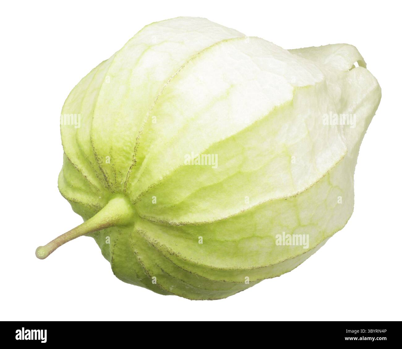 Physalis, Tomatillos o sansa messicano di pomodoro (Physalis philadelphica frutta), interi. Vista dall'alto, i tracciati di ritaglio Foto Stock