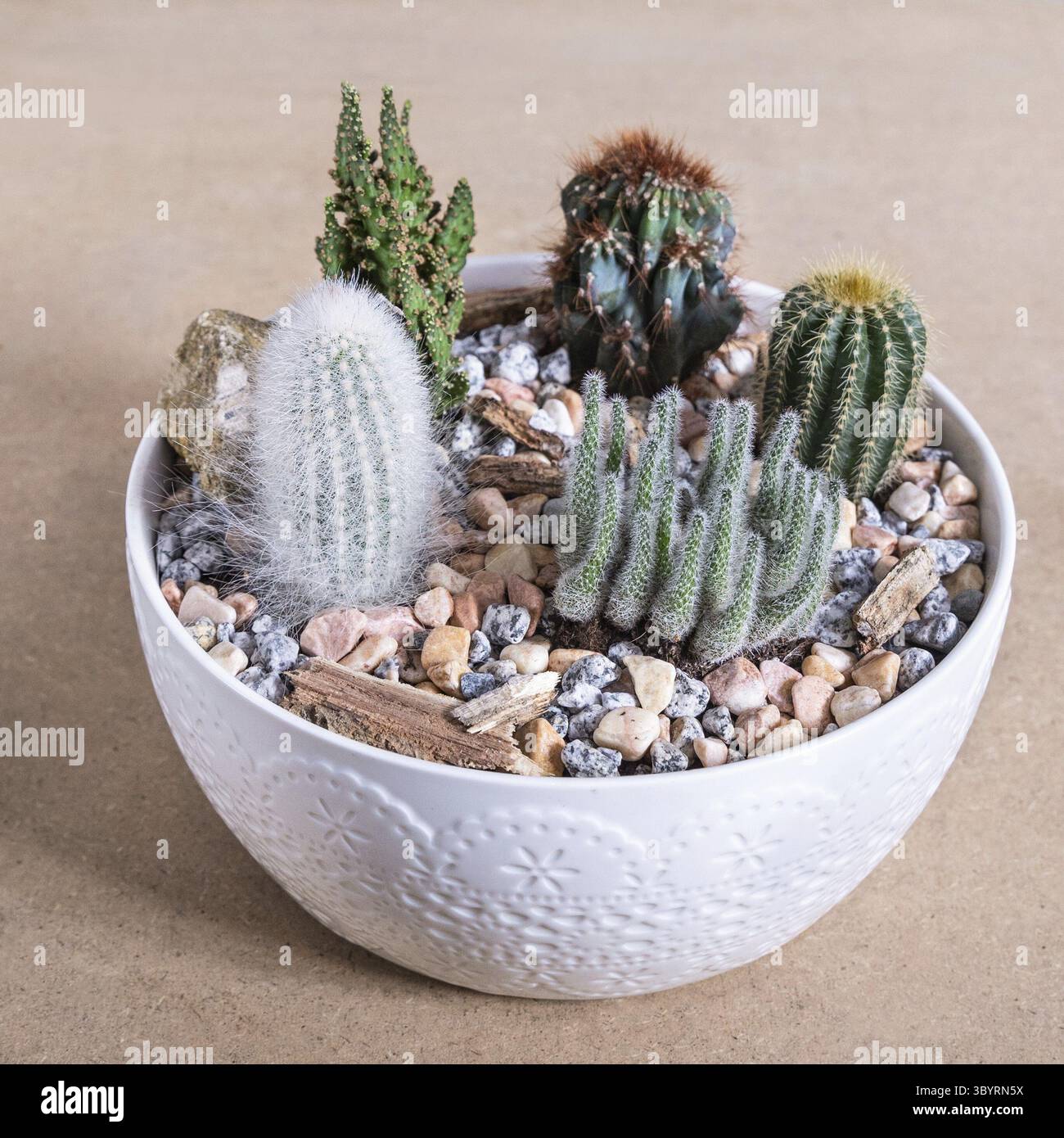Terrario, sabbia, roccia, succulento, cactus nel vaso bianco di ceramica Foto Stock