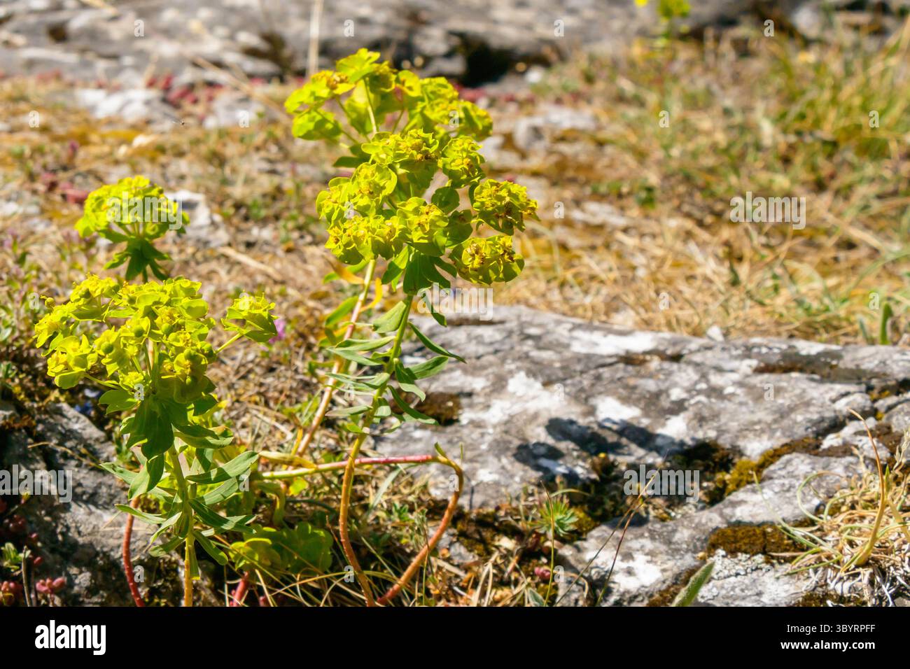 I fiori selvatici con vibranti fiori gialli-verdi crescono tra le pietre in un ambiente soleggiato, mostrando la bellezza della natura in un ambiente roccioso durante Foto Stock