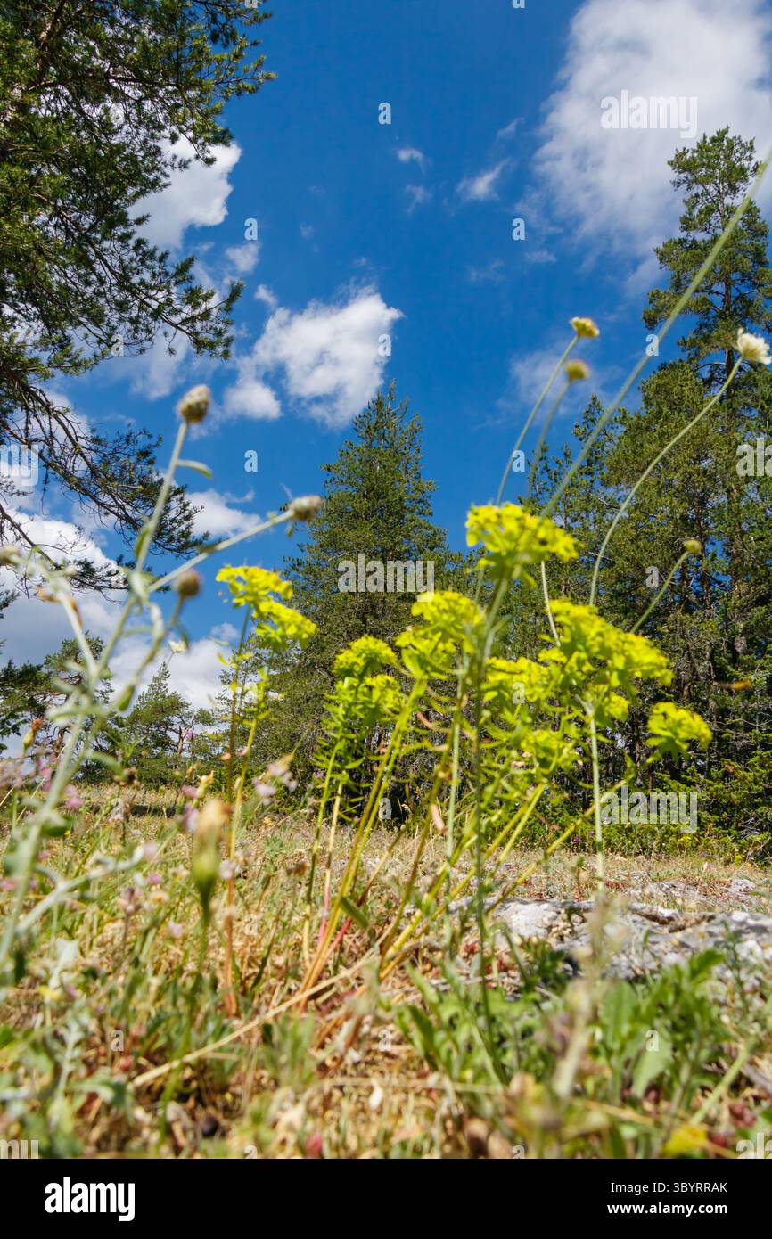 Fiori selvatici gialli luminosi sono sparsi in una radura della foresta, incorniciati da alberi verdi sotto un cielo azzurro. La luce del sole mette in risalto la bellezza di Foto Stock