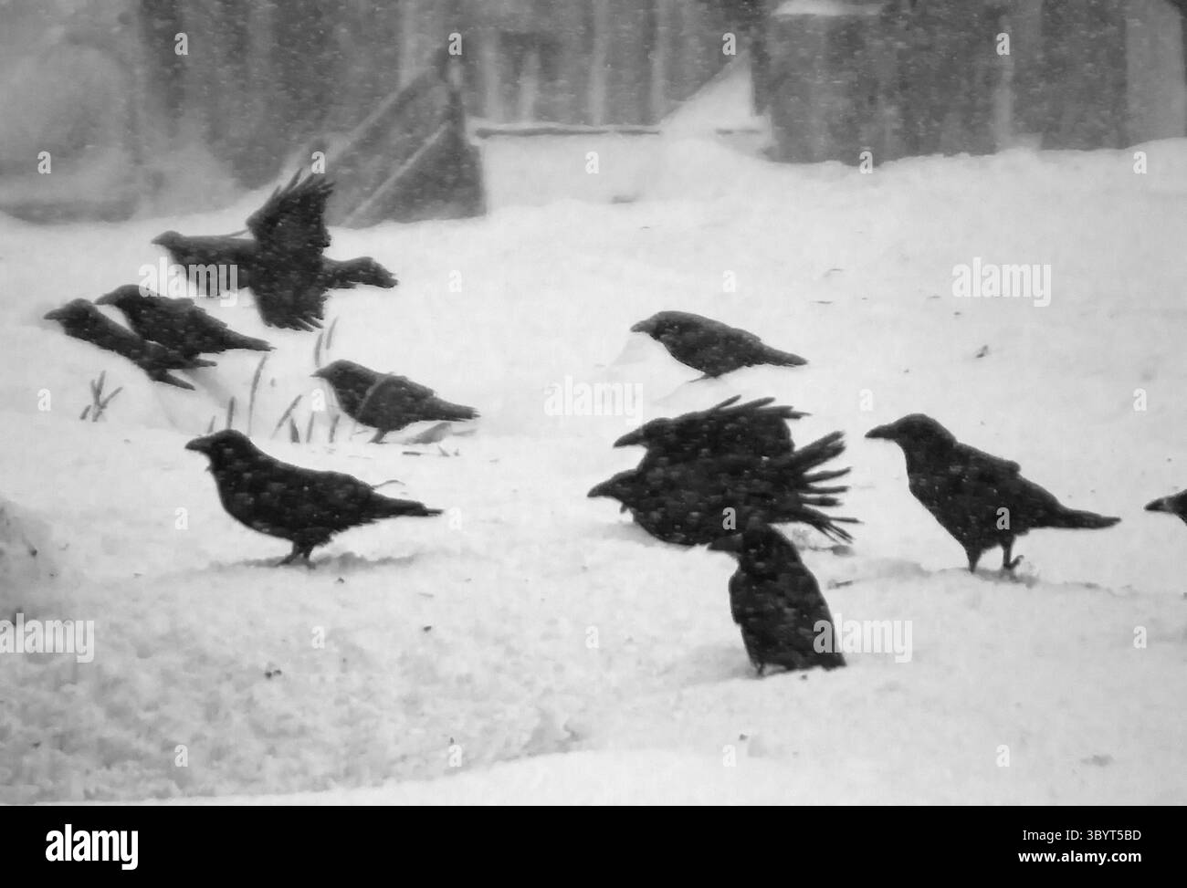 Corvi e vento forte (Isole Comandanti) Foto Stock