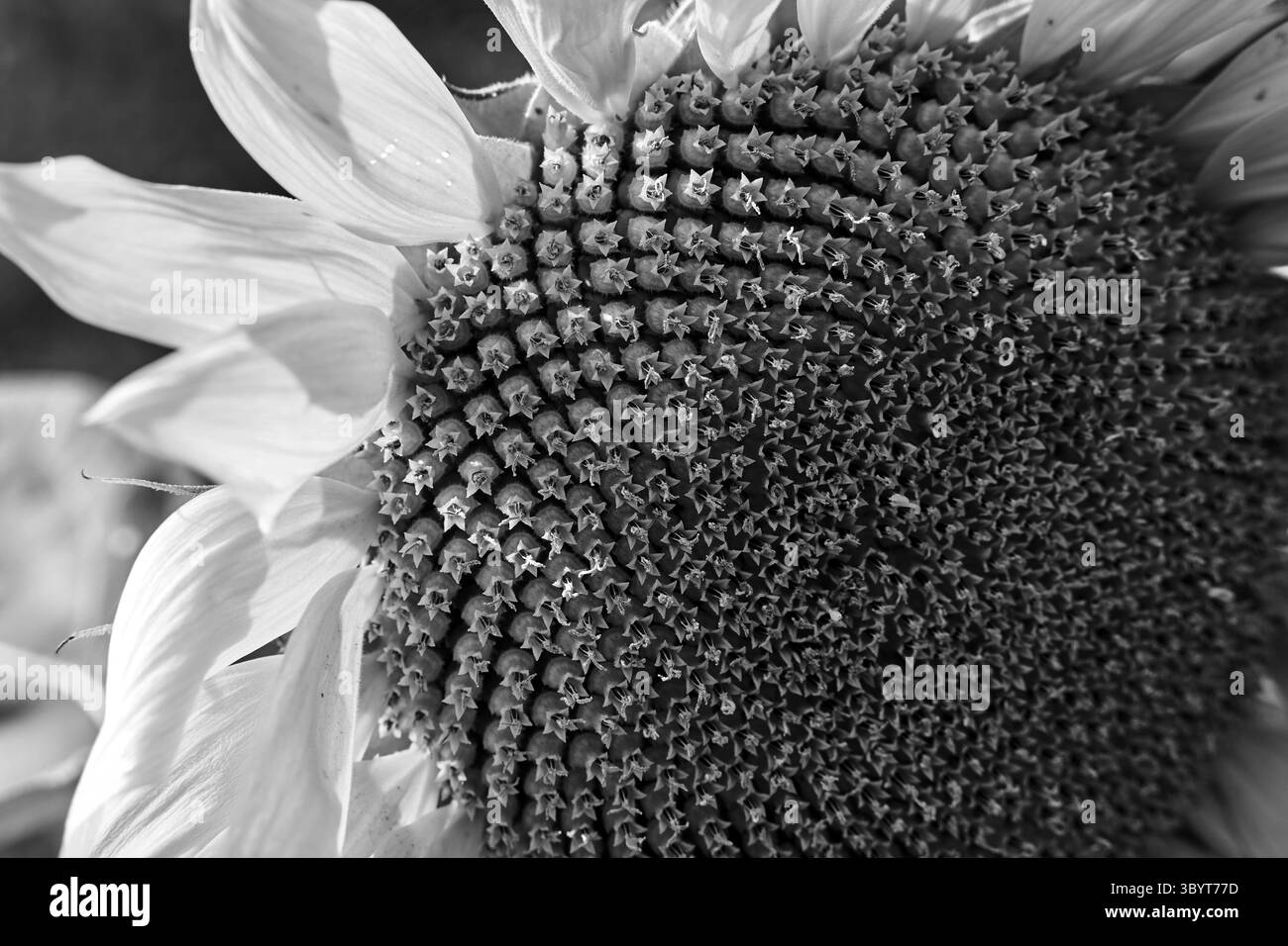 Dettagli di un girasole in fiore in estate, Polonia, monocromatico Foto Stock