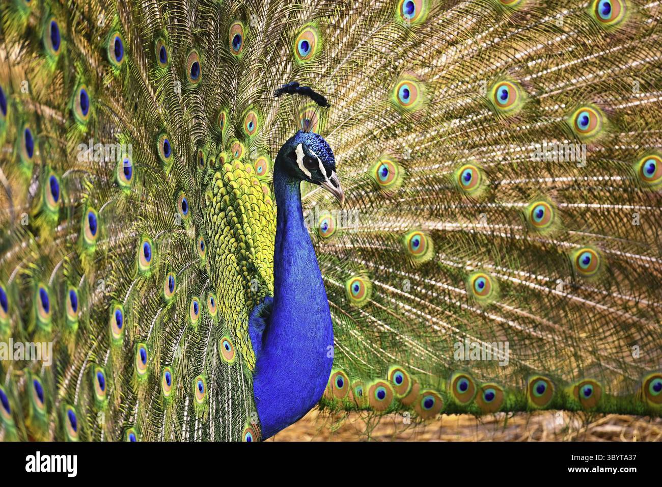 Bellissimo e colorato uccello pavone. Concetto per animali e natura. (Pavo cristatus) Foto Stock