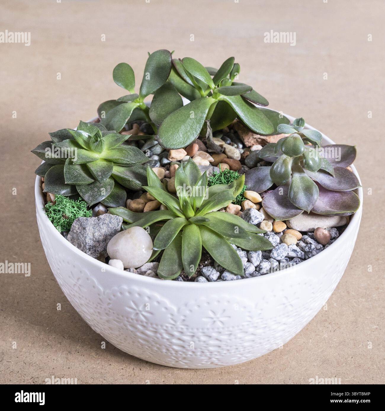 Terrario, sabbia, roccia, succulento, cactus nel vaso bianco di ceramica Foto Stock