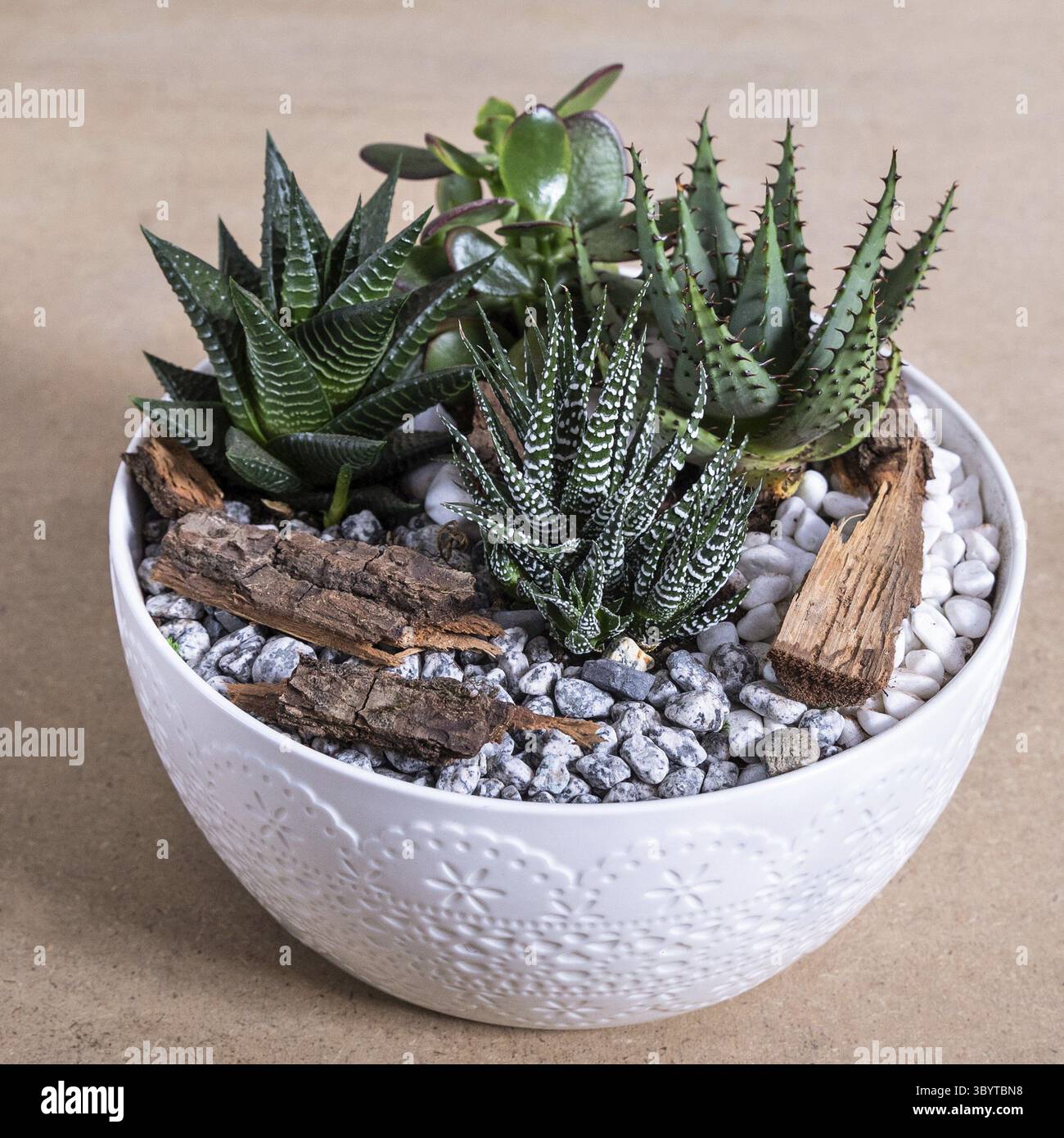 Terrario, sabbia, roccia, succulento, cactus nel vaso bianco di ceramica Foto Stock