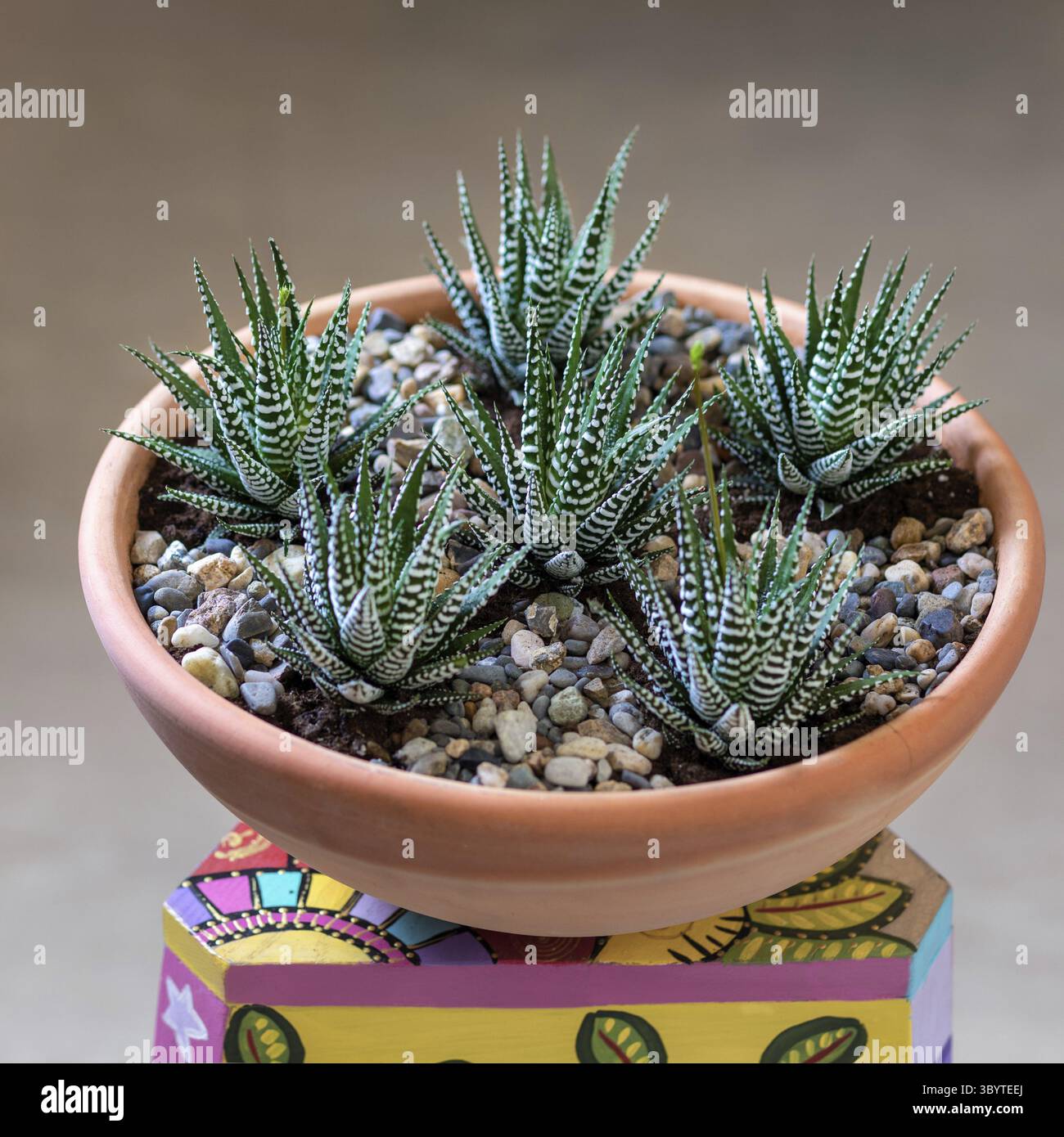 Bellissimo terrarium con cactus, fiore, roccia, sabbia all'interno della pentola rossa Foto Stock