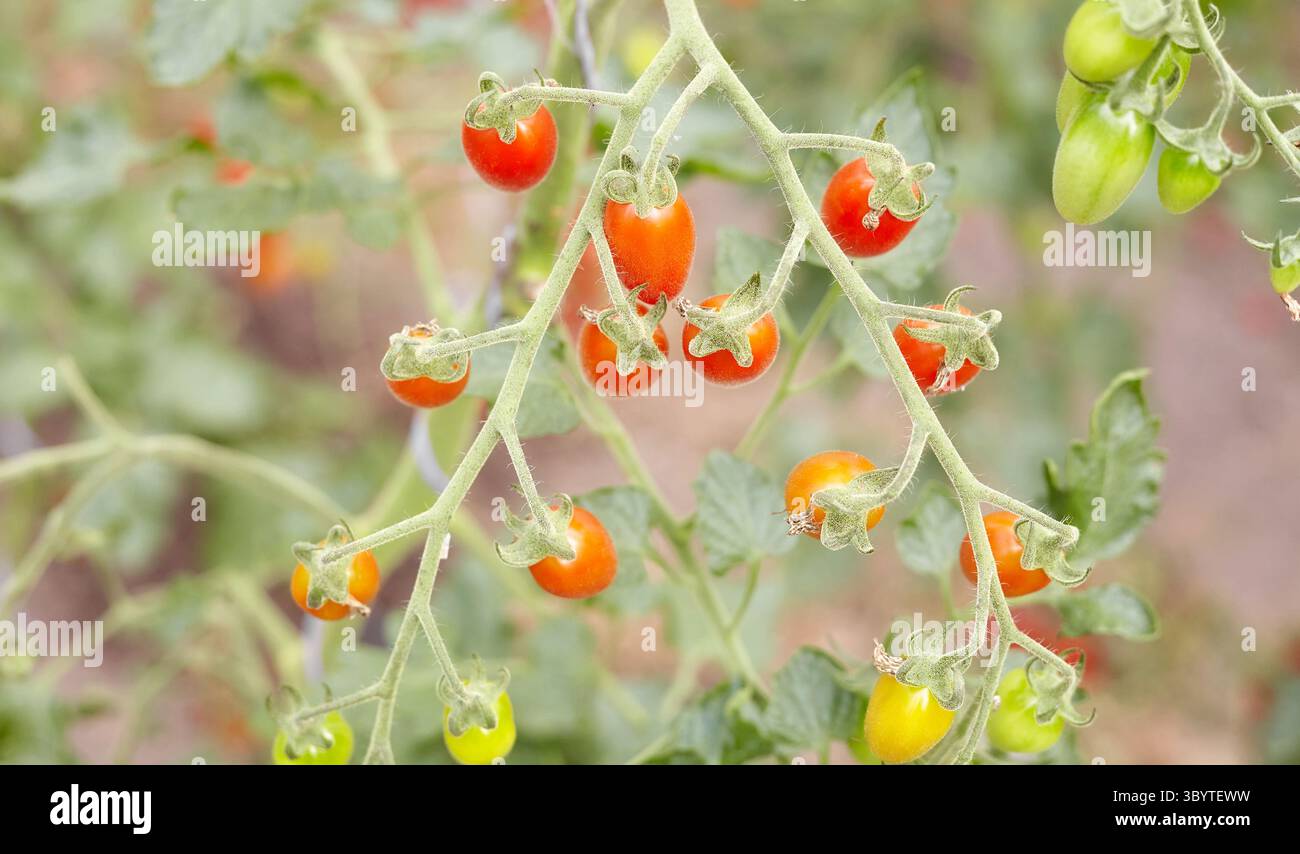 Pomodori ciliegini in serra, concentrazione selettiva. Foto Stock