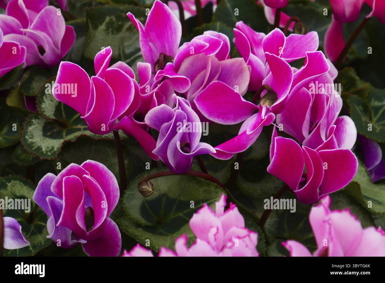Ciclamino Foto Stock
