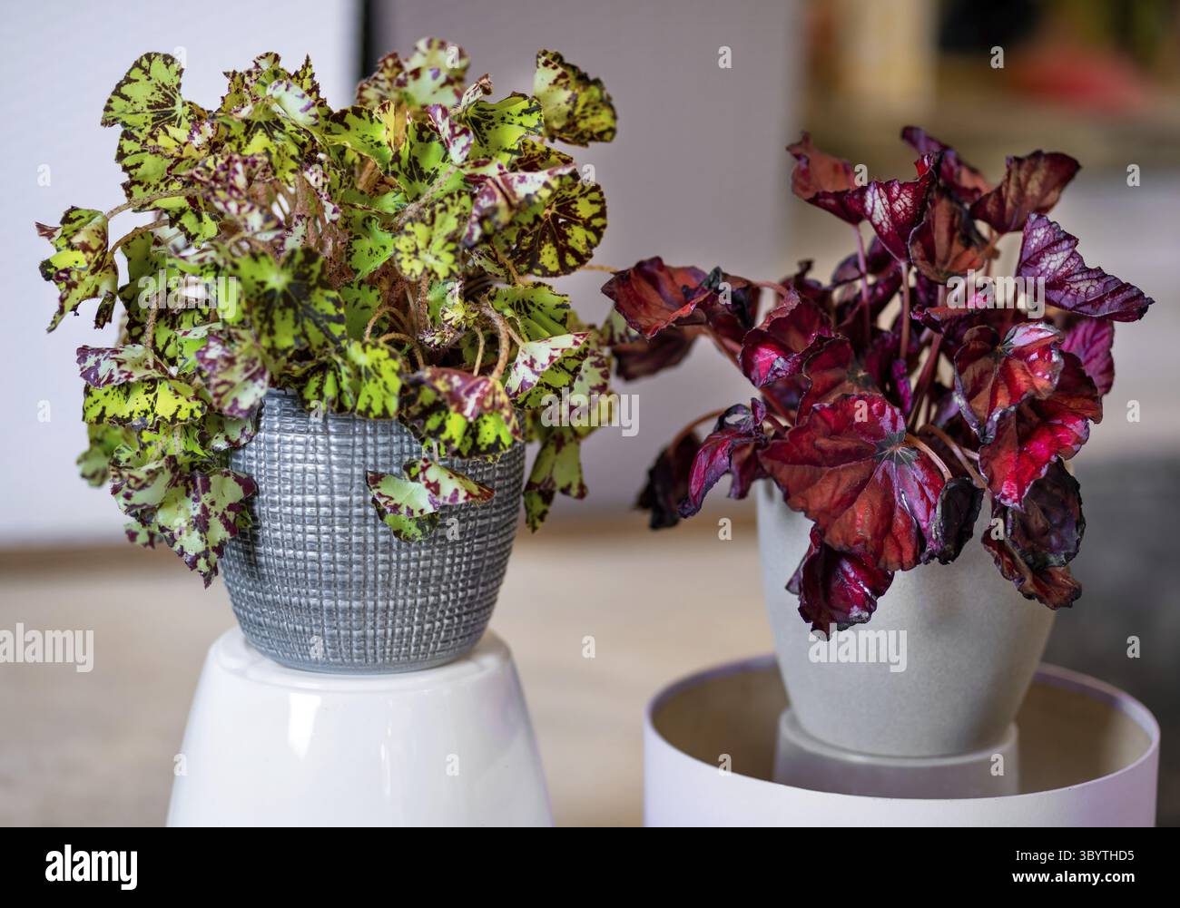 Begonia a foglia dipinta, Begonia rex nella pentola d'argento Foto Stock