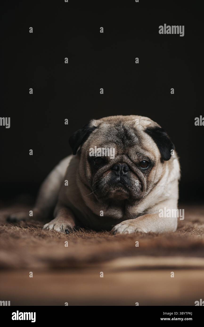 Cucciolo carino assonnato che cerca di dormire su un tappeto di pelliccia di orso Foto Stock