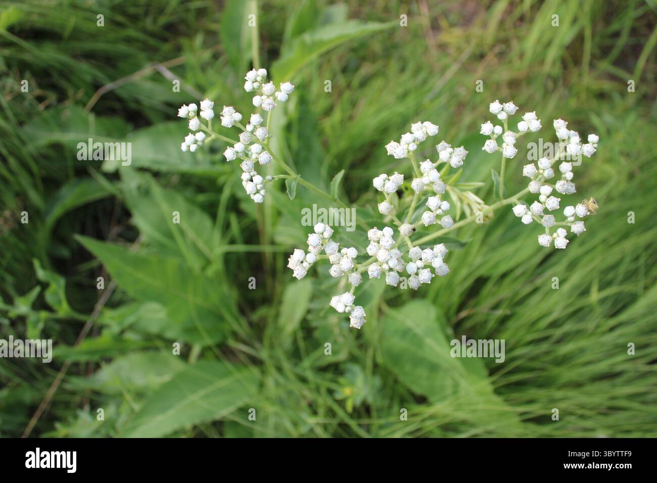 Tre gruppi di chinini selvatici con erba sullo sfondo a Miami Woods a Morton Grove, Illinois Foto Stock