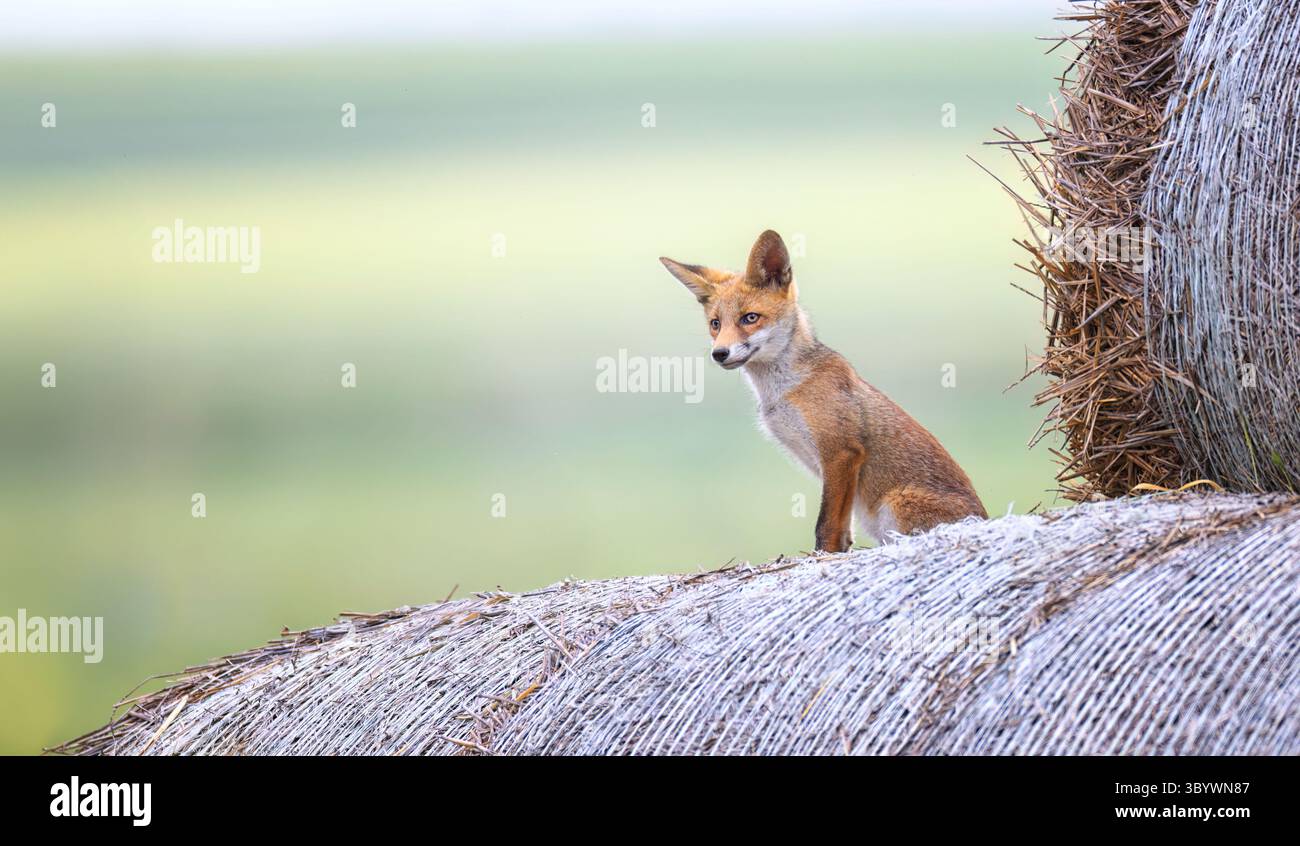 La volpe rossa Vulpes avvolge un bambino su una balla di paglia sta cercando sua madre, la foto migliore. Foto Stock