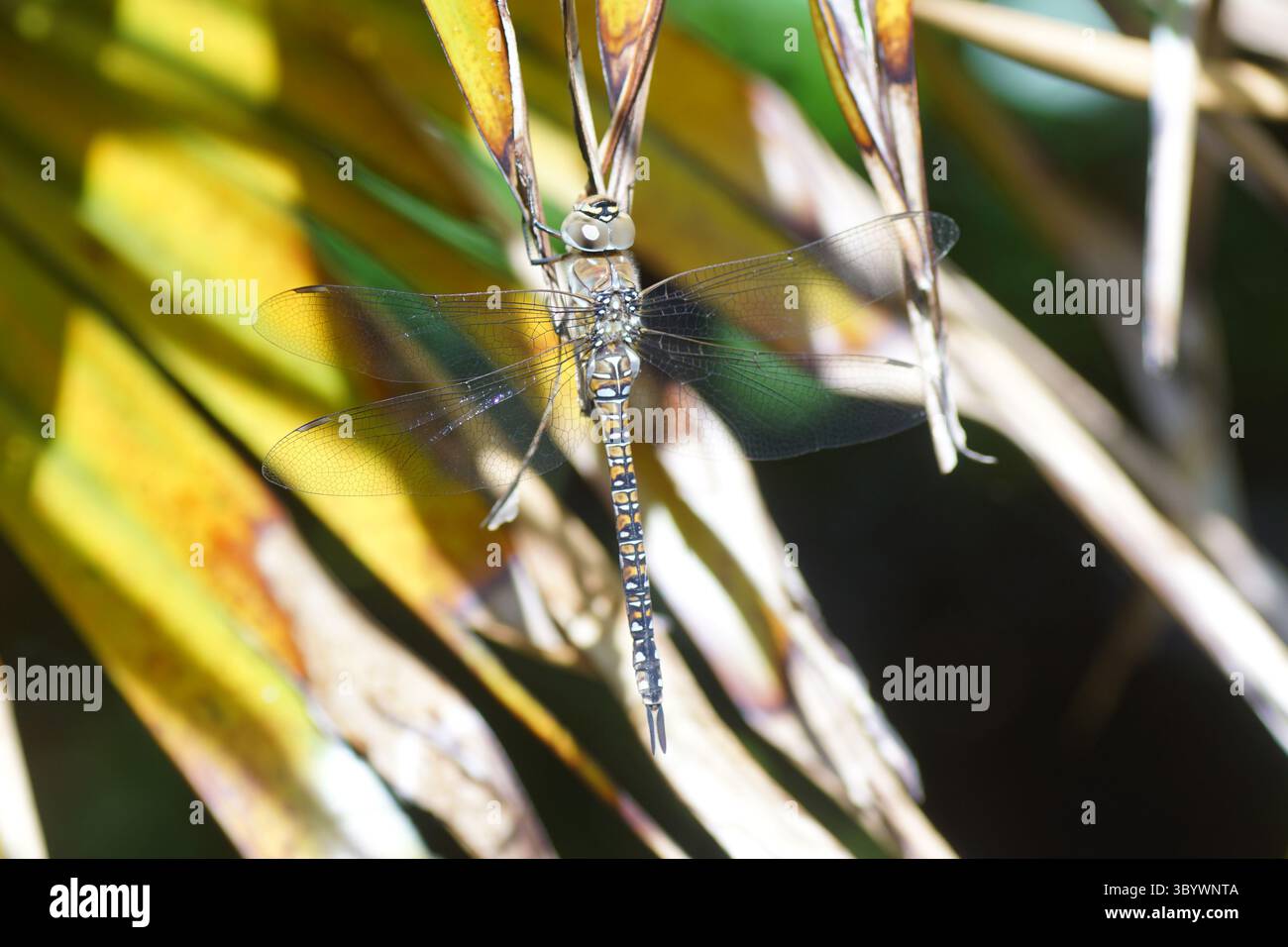 Famiglia di falchi migranti (Aeshna mixta) Aeshnidae. Appeso su foglie di palma cinese di mulini a vento, palma Chusan (Trachycarpus fortunei). Giardino olandese. Estate Foto Stock