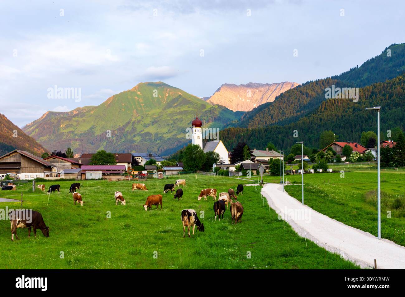 Heiterwang: Villaggio e chiesa Heiterwang, mucche, valle di Grundbach, zona di Zwischentoren, Außerfern in Tiroler Zugspitz Arena, Tirolo, Austria Foto Stock