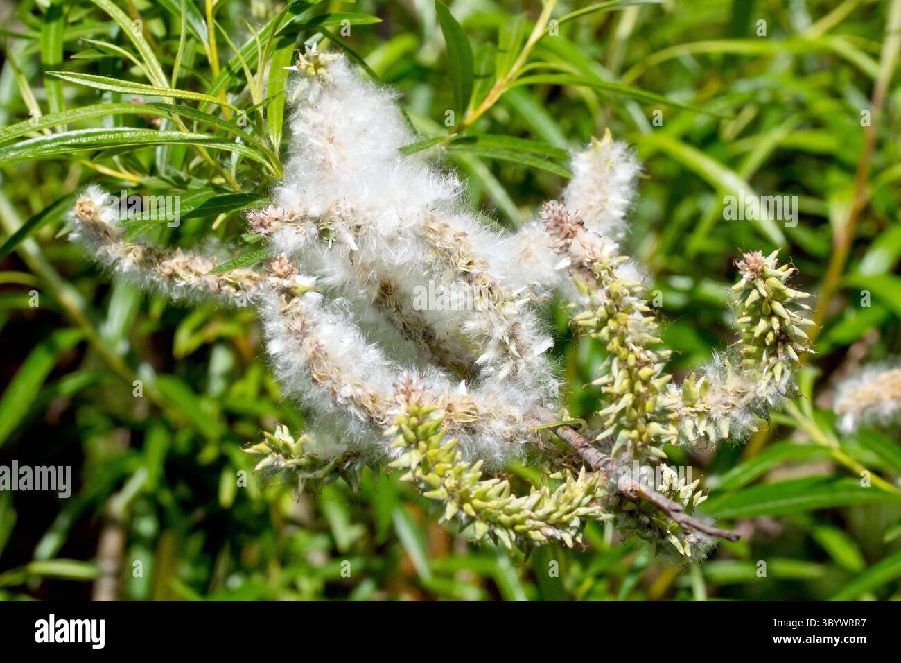 Salice (salix), da vicino che mostra la massa di semi morbidi e pelosi rilasciati dai podi di seme di un albero femminile, da disperdere dal vento in primavera. Foto Stock