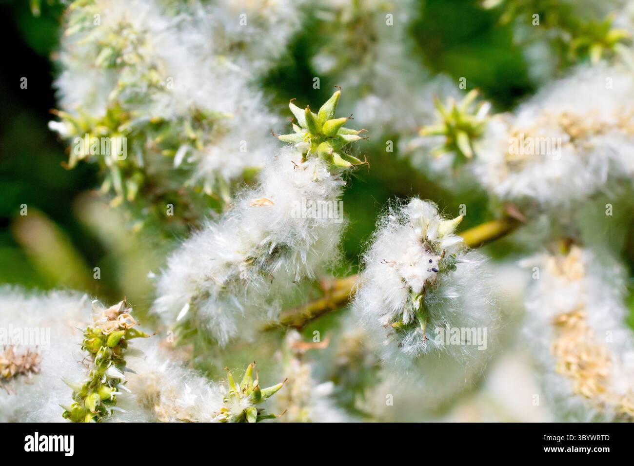 Salice (salix), da vicino che mostra la massa di semi morbidi e pelosi rilasciati dai podi di seme di un albero femminile, da disperdere dal vento in primavera. Foto Stock