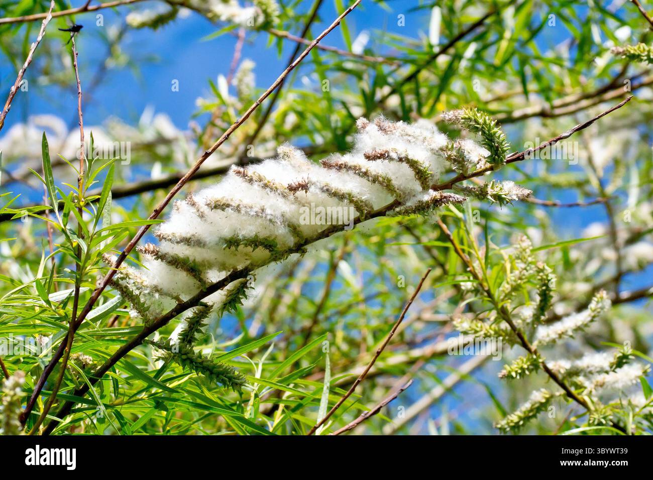 Salice (salix), da vicino che mostra la massa di semi morbidi e pelosi rilasciati dai podi di seme di un albero femminile, da disperdere dal vento in primavera. Foto Stock