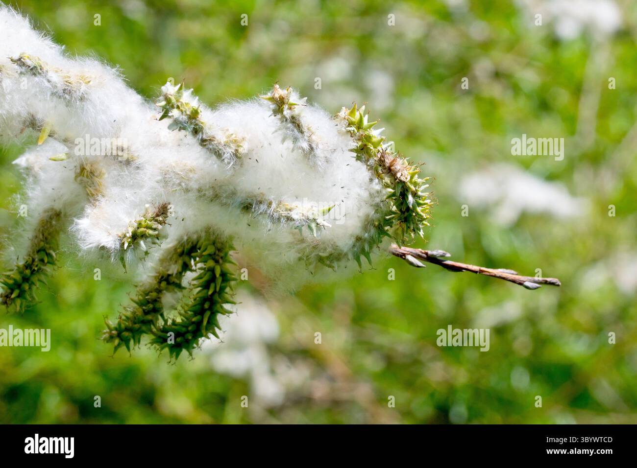 Salice (salix), da vicino che mostra la massa di semi morbidi e pelosi rilasciati dai podi di seme di un albero femminile, da disperdere dal vento in primavera. Foto Stock