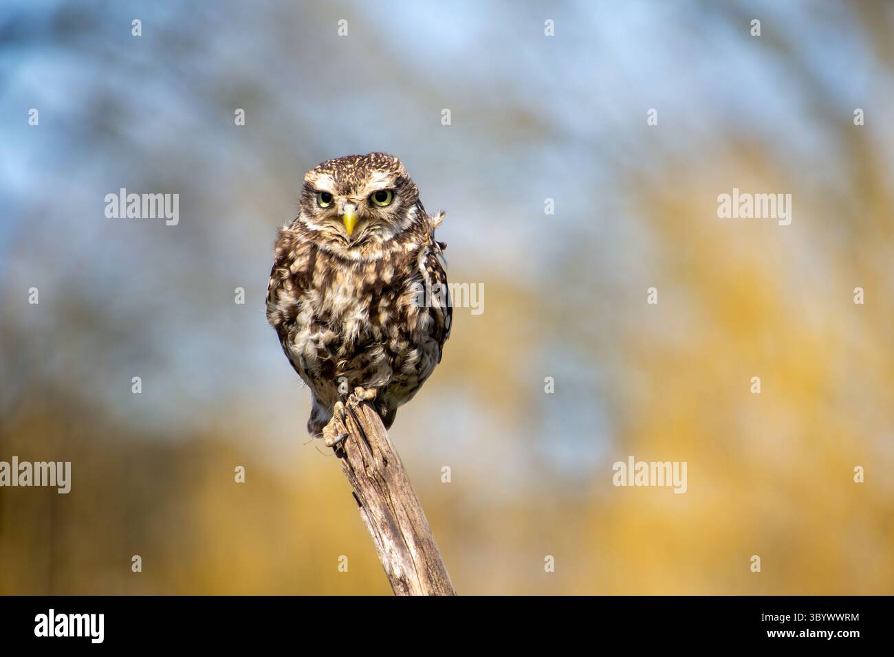 Un piccolo gufo seduto al suo posto, a fare una pausa, a guardare la telecamera Foto Stock