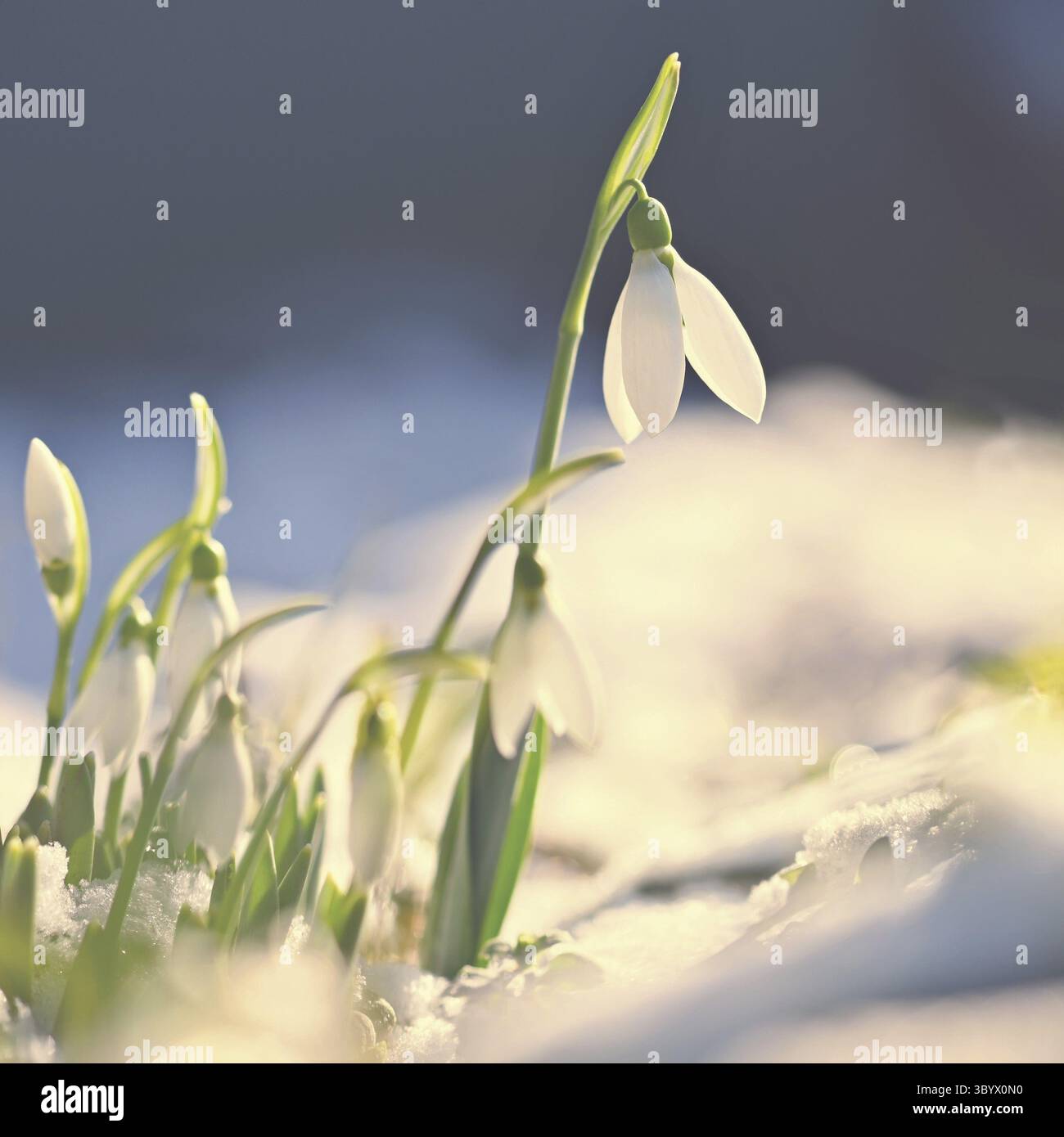 Snowdrops - bellissimi fiori bianchi di primavera. Le prime piante in fiore in primavera. Sfondo colorato naturale. (Galanthus nivalis) Foto Stock