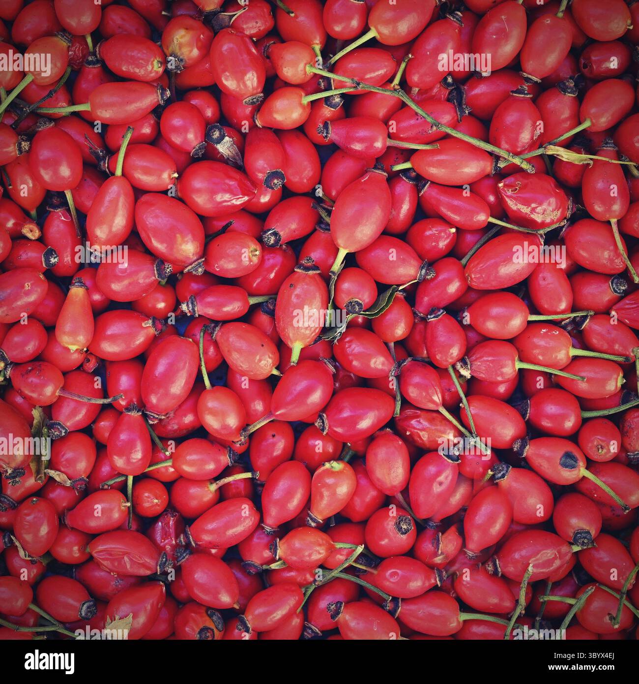 Rosehip cespugli. Frutti rossi autunnali sani e freschi provenienti dalla natura Foto Stock